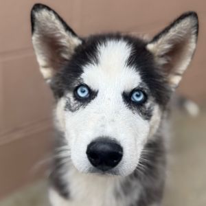 Hi there My name is Balto and Im at the Santa Maria Campus Im a 3 month old Male Husky