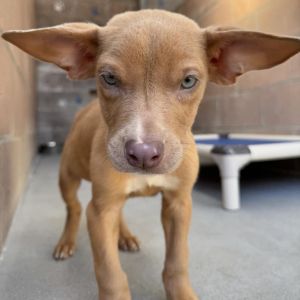 Hi My name is Yoda and Im at the Santa Barbara Campus Im a 9 month old male Pitbull Terrier