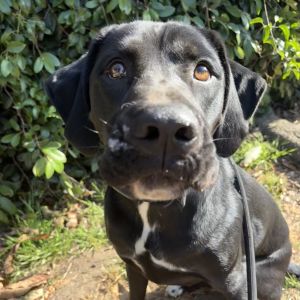 Hi My name is Enzo and Im at the Santa Barbara Campus Im a 1 year old male Black Labrador