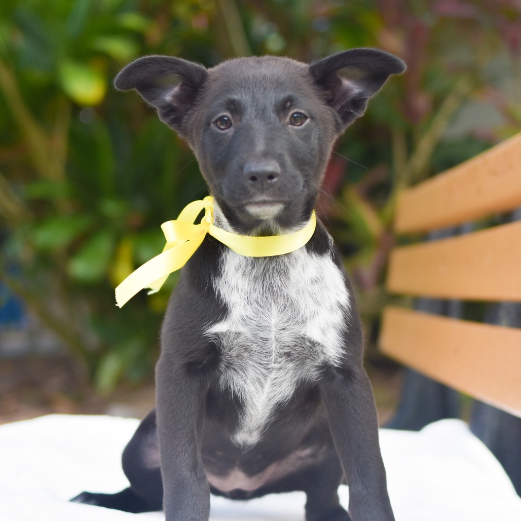 Miranda, an adoptable Mixed Breed in Kailua Kona, HI, 96740 | Photo Image 1