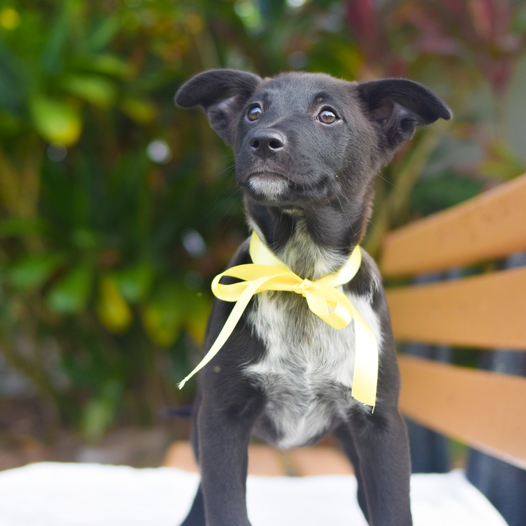 Miranda, an adoptable Mixed Breed in Kailua Kona, HI, 96740 | Photo Image 2