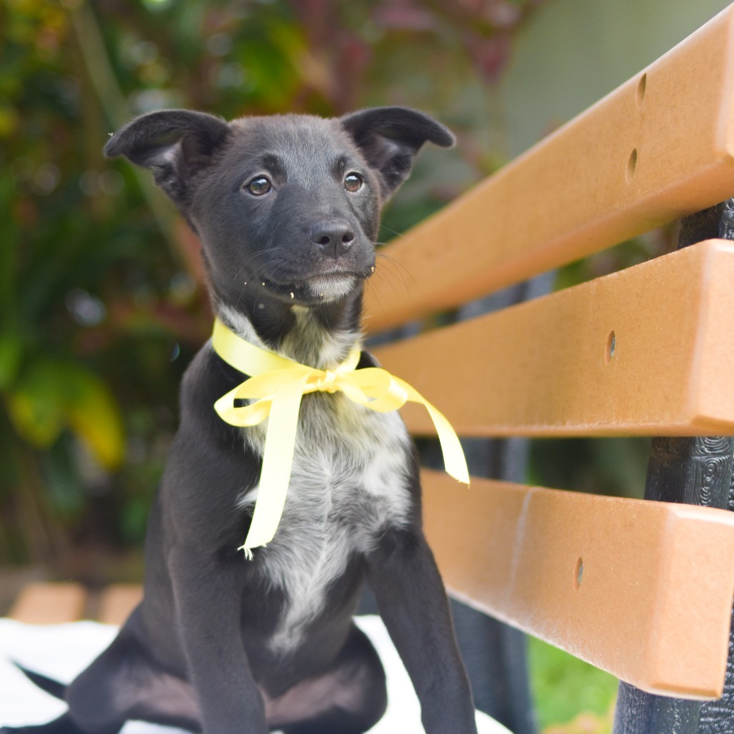 Miranda, an adoptable Mixed Breed in Kailua Kona, HI, 96740 | Photo Image 3