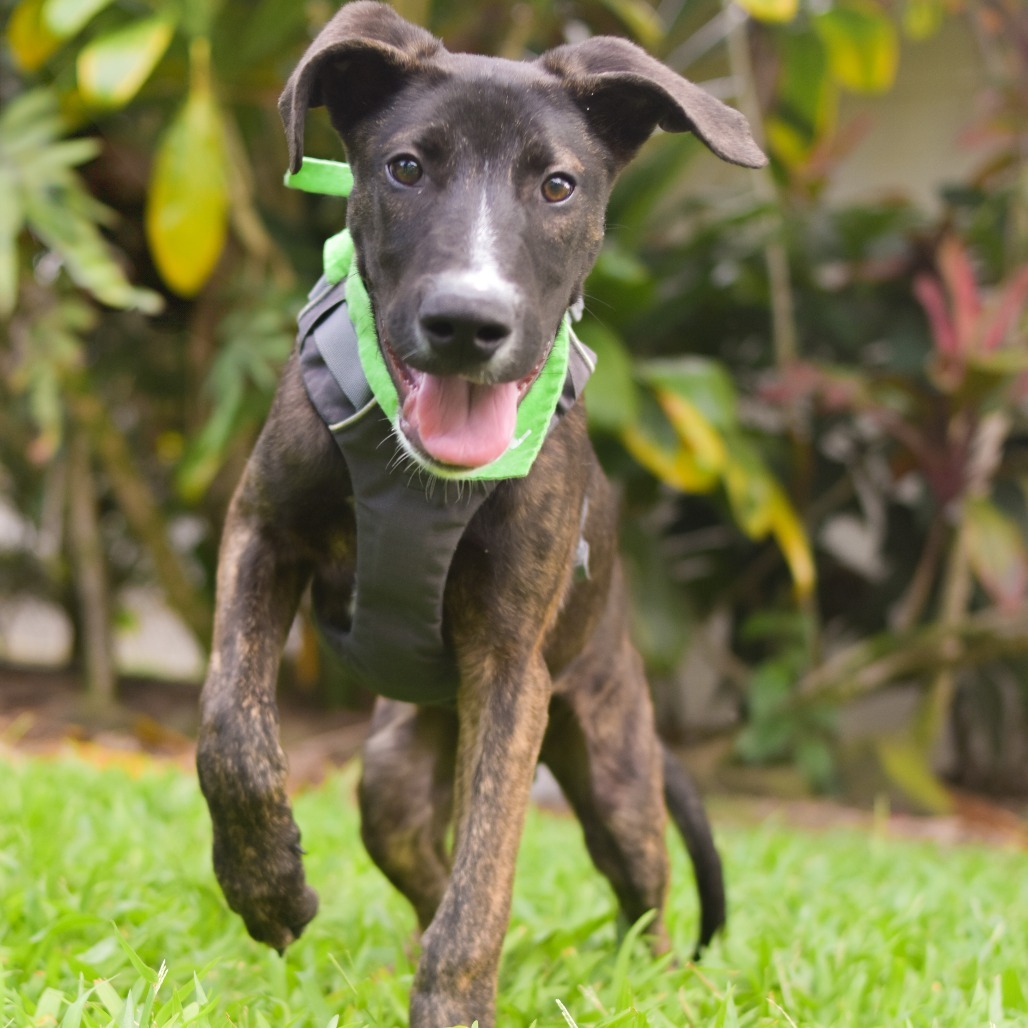 Oakley, an adoptable Mixed Breed in Kailua Kona, HI, 96740 | Photo Image 1