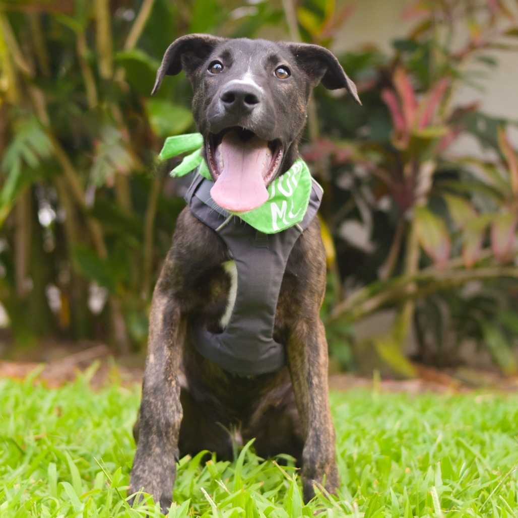 Oakley, an adoptable Mixed Breed in Kailua Kona, HI, 96740 | Photo Image 2