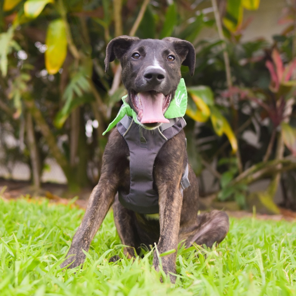 Oakley, an adoptable Mixed Breed in Kailua Kona, HI, 96740 | Photo Image 3