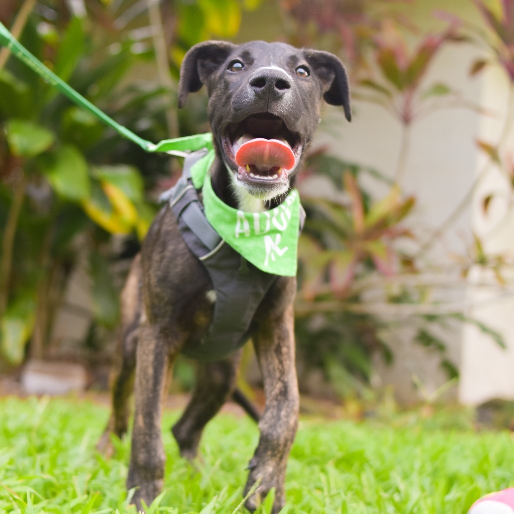 Oakley, an adoptable Mixed Breed in Kailua Kona, HI, 96740 | Photo Image 4