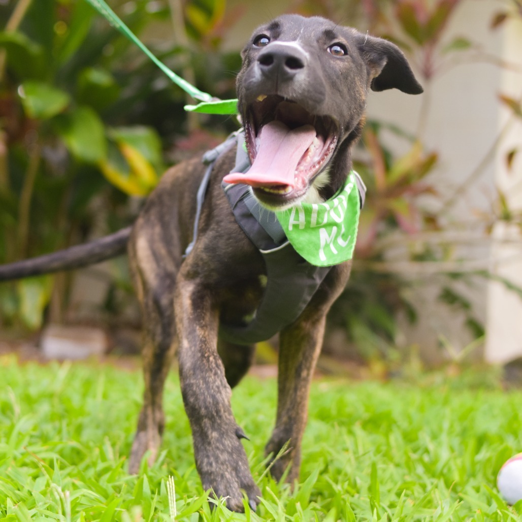 Oakley, an adoptable Mixed Breed in Kailua Kona, HI, 96740 | Photo Image 5
