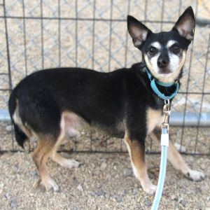 Sylvester, Adult Male Mixed Breed