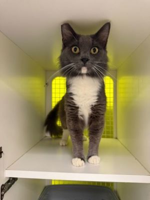 Bonnie, Young Female Domestic Medium Hair