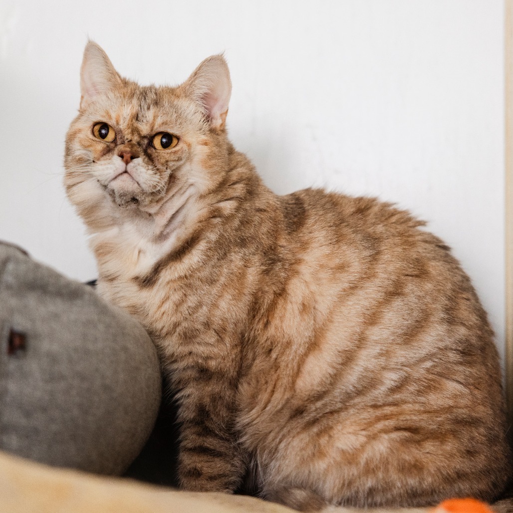 Catriona, an adoptable Scottish Fold in Incline Village, NV, 89451 | Photo Image 1