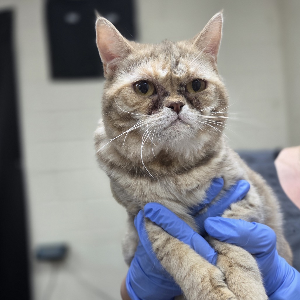 Catriona, an adoptable Scottish Fold in Incline Village, NV, 89451 | Photo Image 2