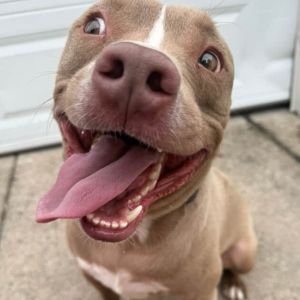 Benny, Adult Male Pit Bull Terrier