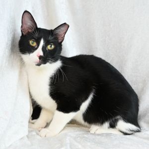 Caleb, Young Male Domestic Short Hair