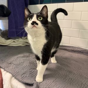 Oatmeal, Senior Female Domestic Short Hair