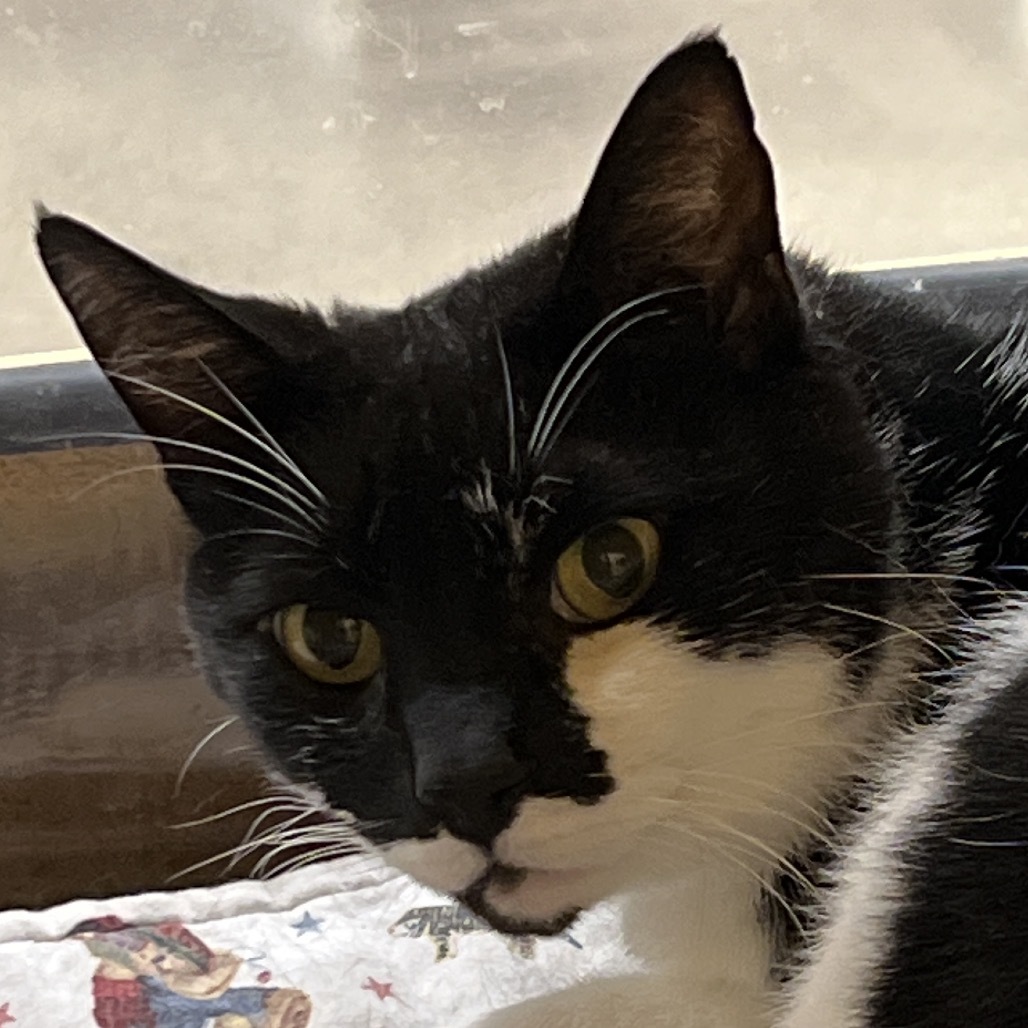 Mercer, an adoptable Domestic Short Hair in Bismarck, ND, 58507 | Photo Image 1