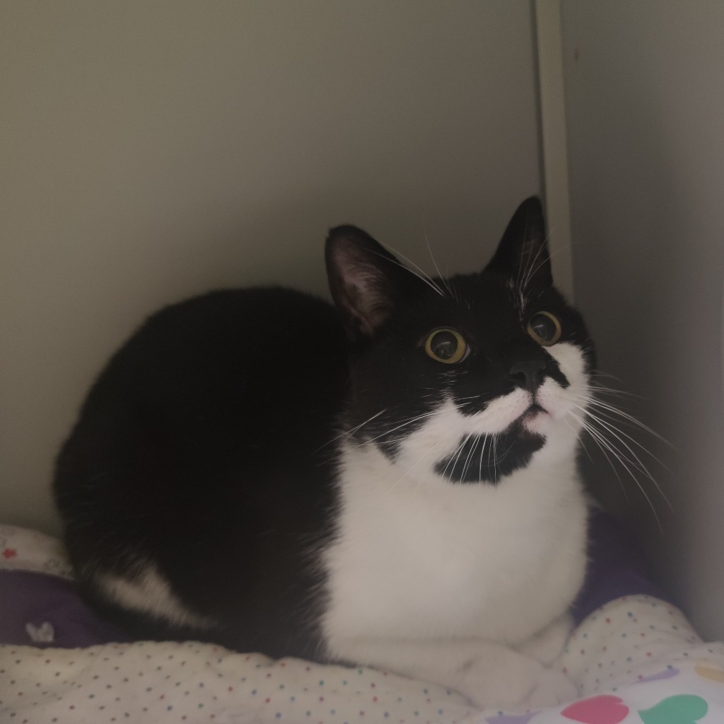 Mercer, an adoptable Domestic Short Hair in Bismarck, ND, 58507 | Photo Image 2