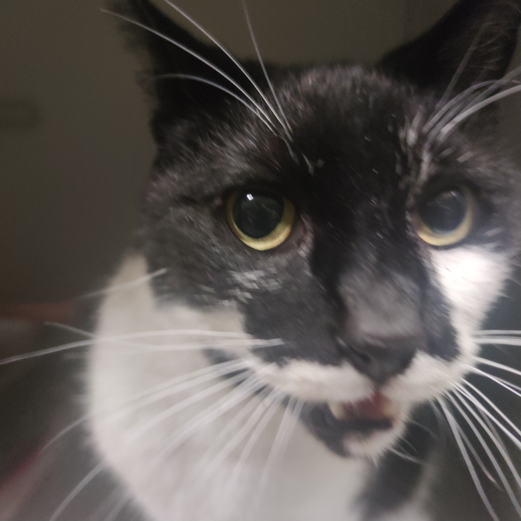 Mercer, an adoptable Domestic Short Hair in Bismarck, ND, 58507 | Photo Image 3