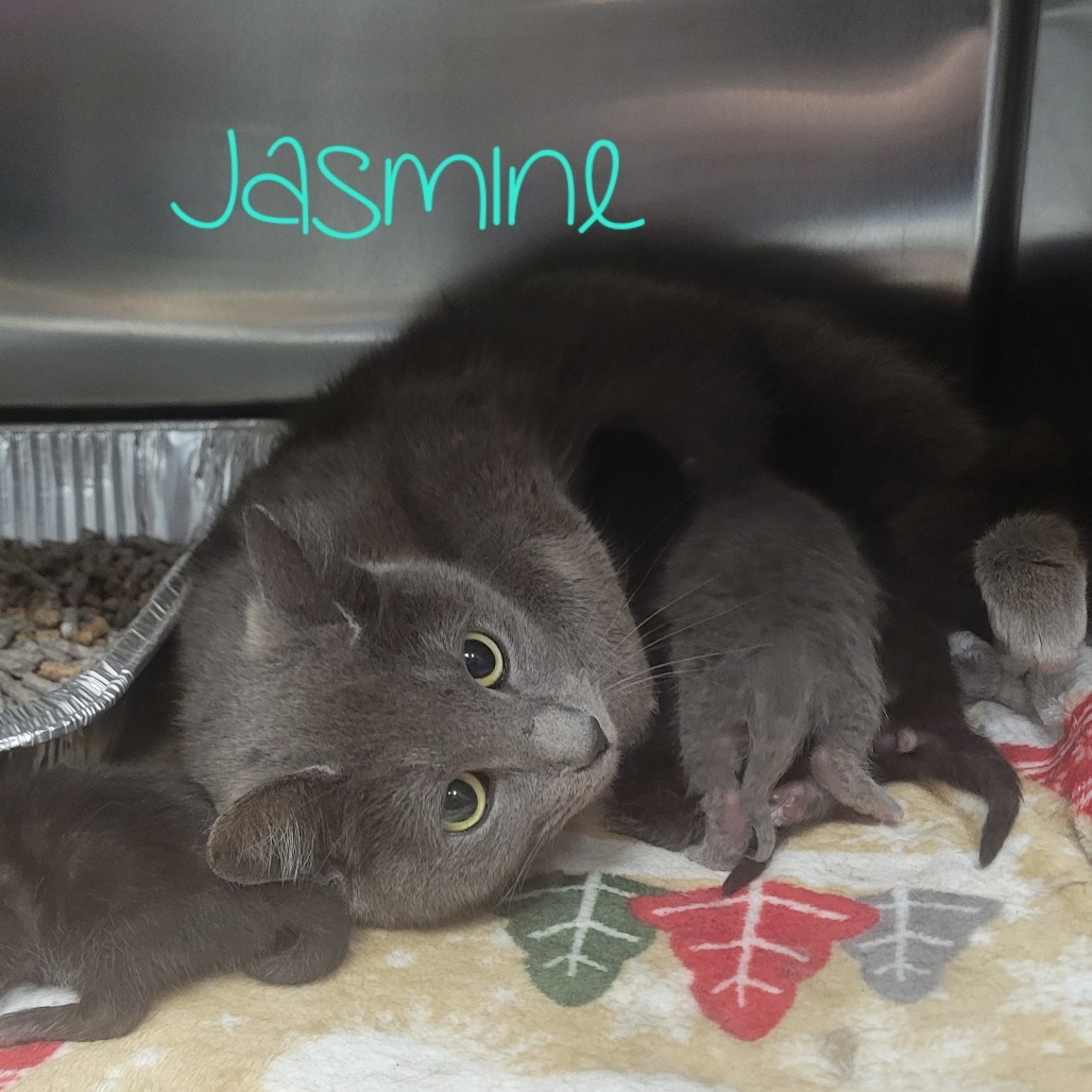 Jasmine