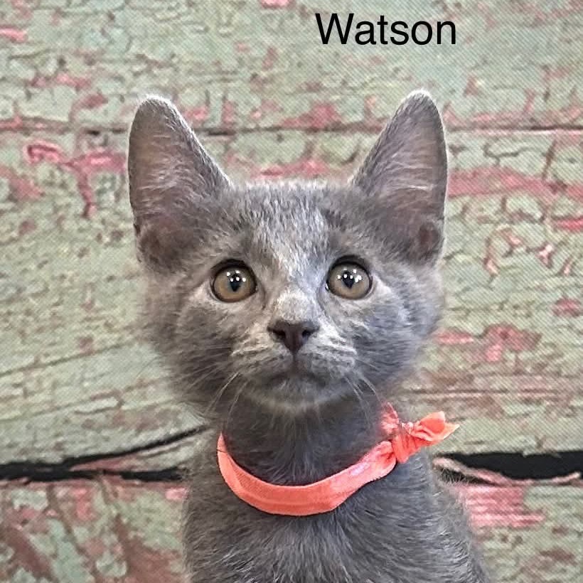 Watson