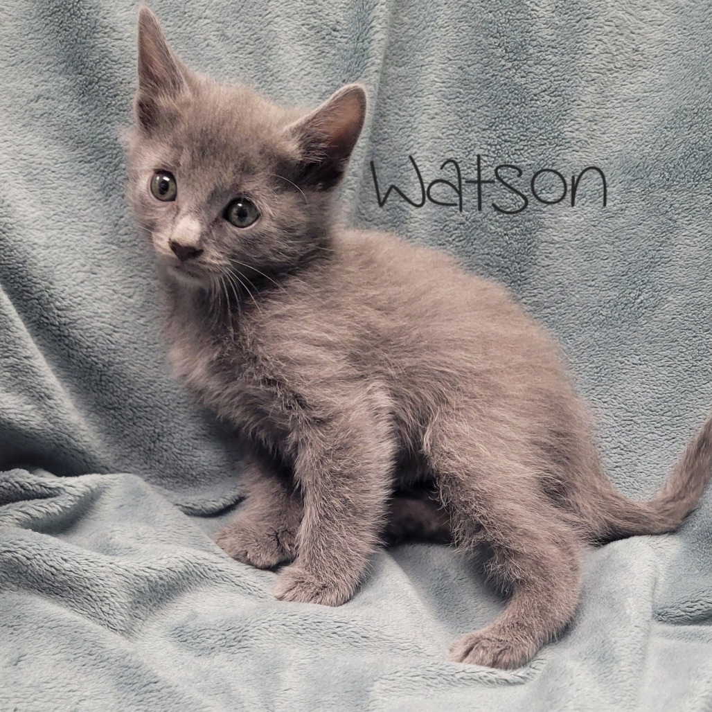 Watson
