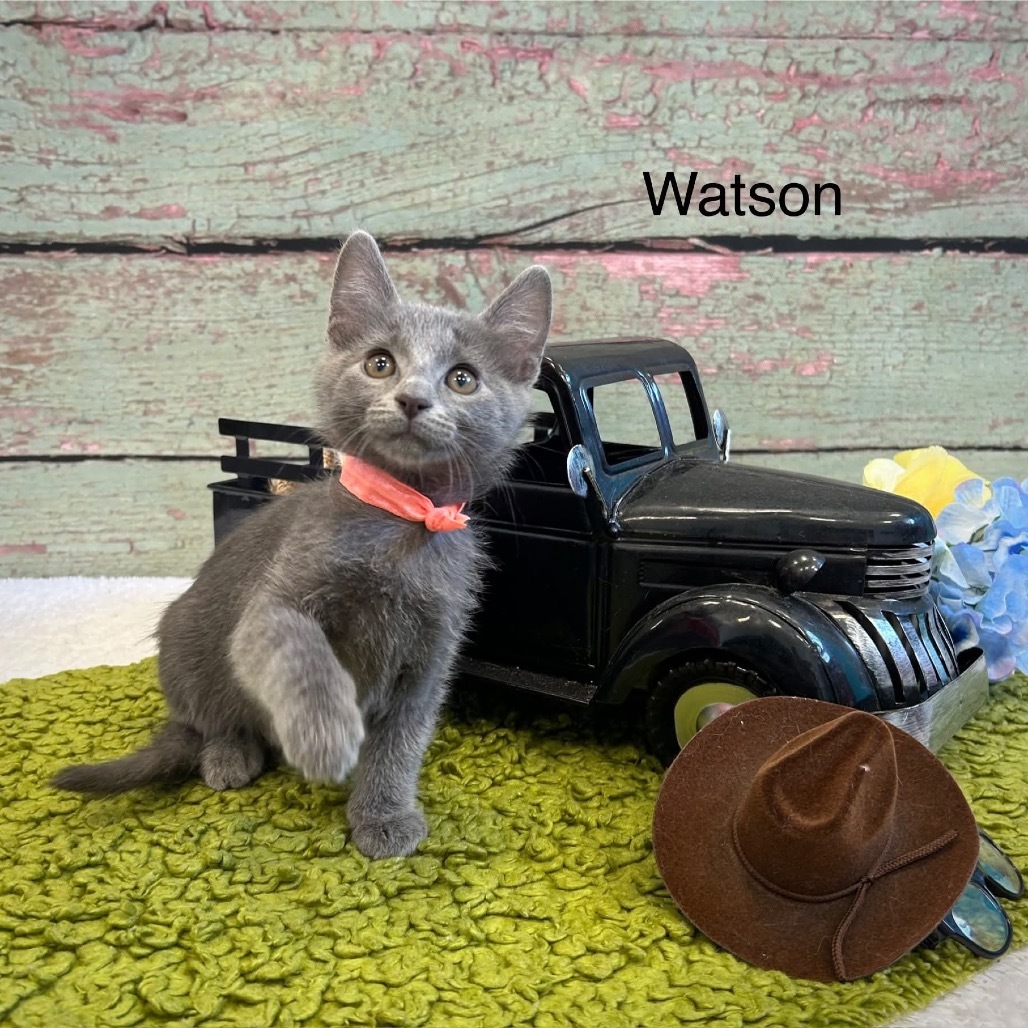 Watson