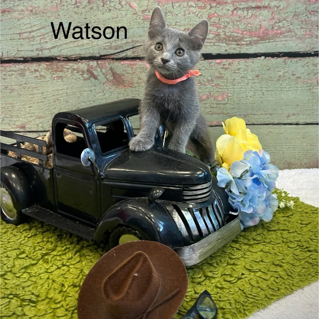 Watson