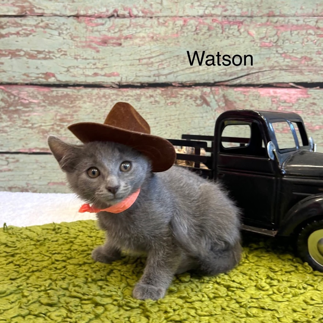 Watson