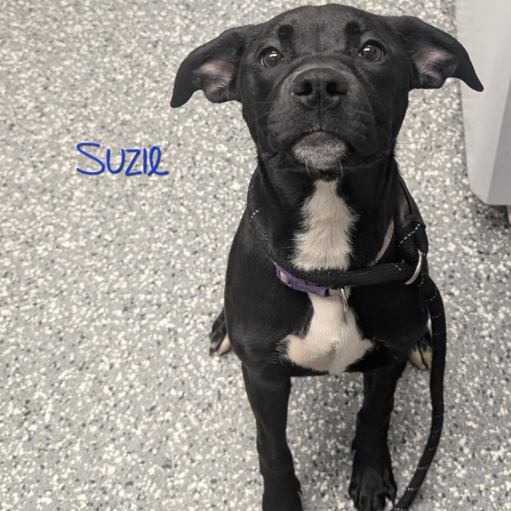 Suzie