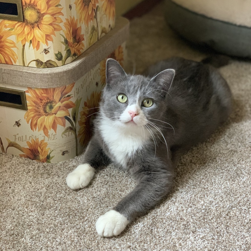 Beckham***ADOPTION PENDING***