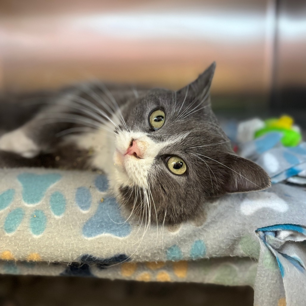 Beckham***ADOPTION PENDING***