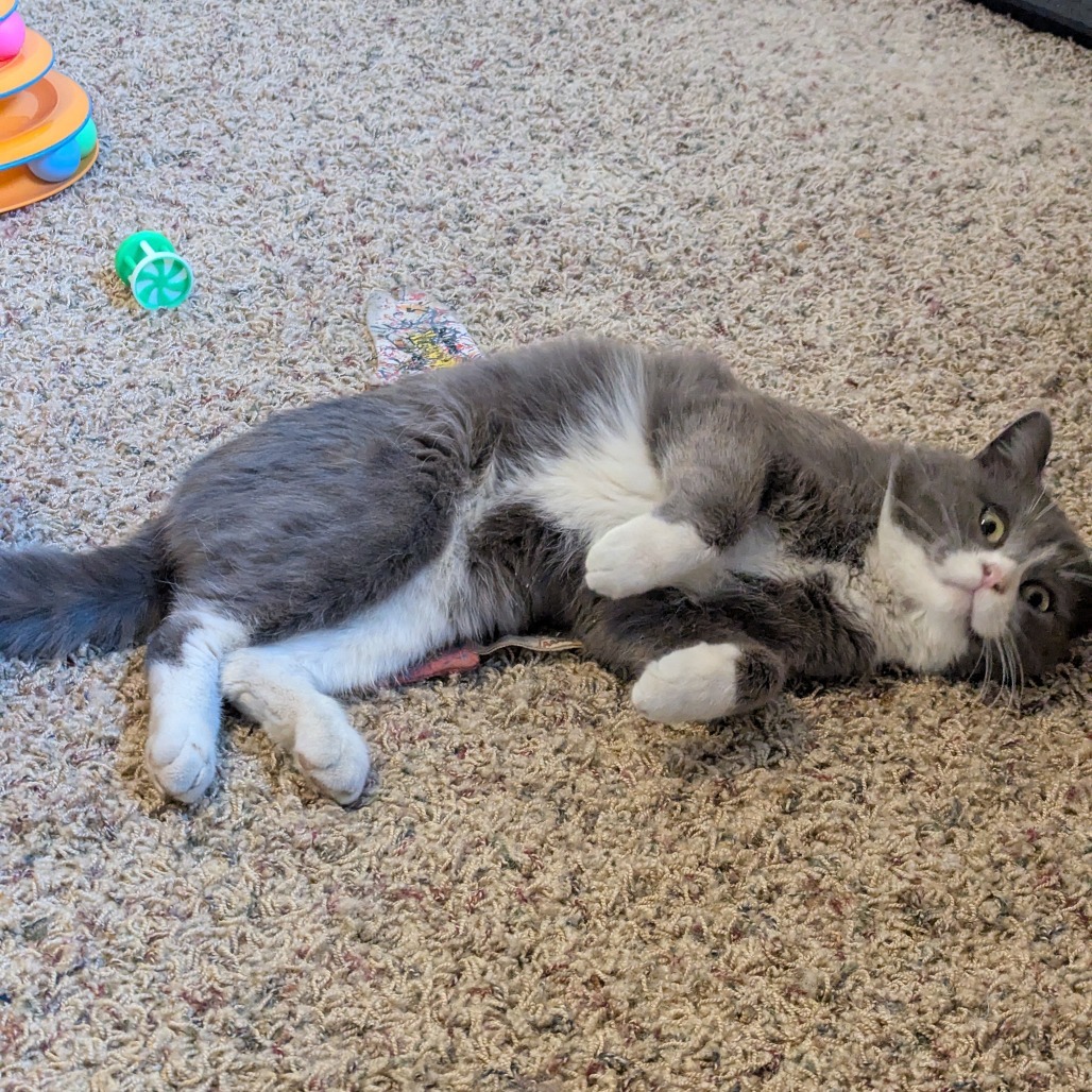 Beckham***ADOPTION PENDING***