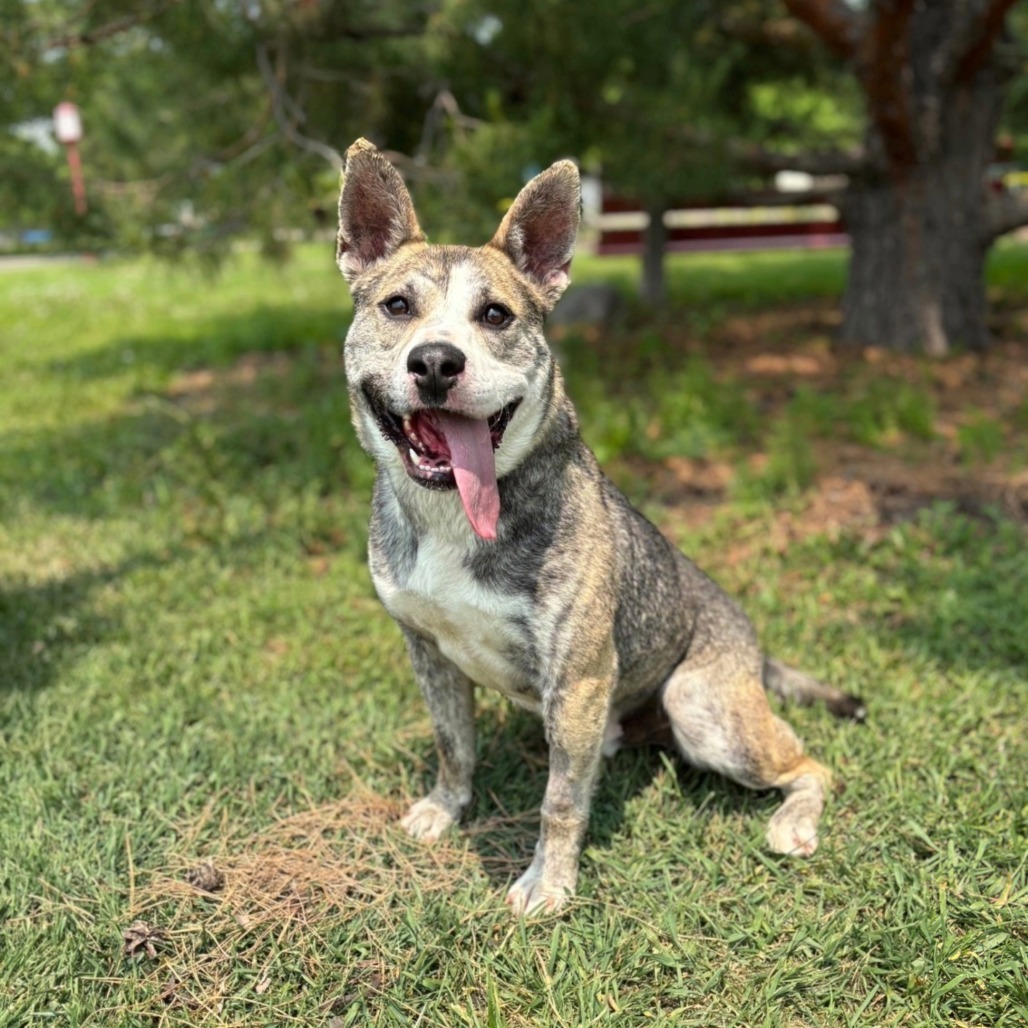 Jinks--In Foster