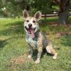 Jinks--In Foster photo 1