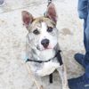 Jinks--In Foster photo 2