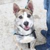 Jinks--In Foster photo 3