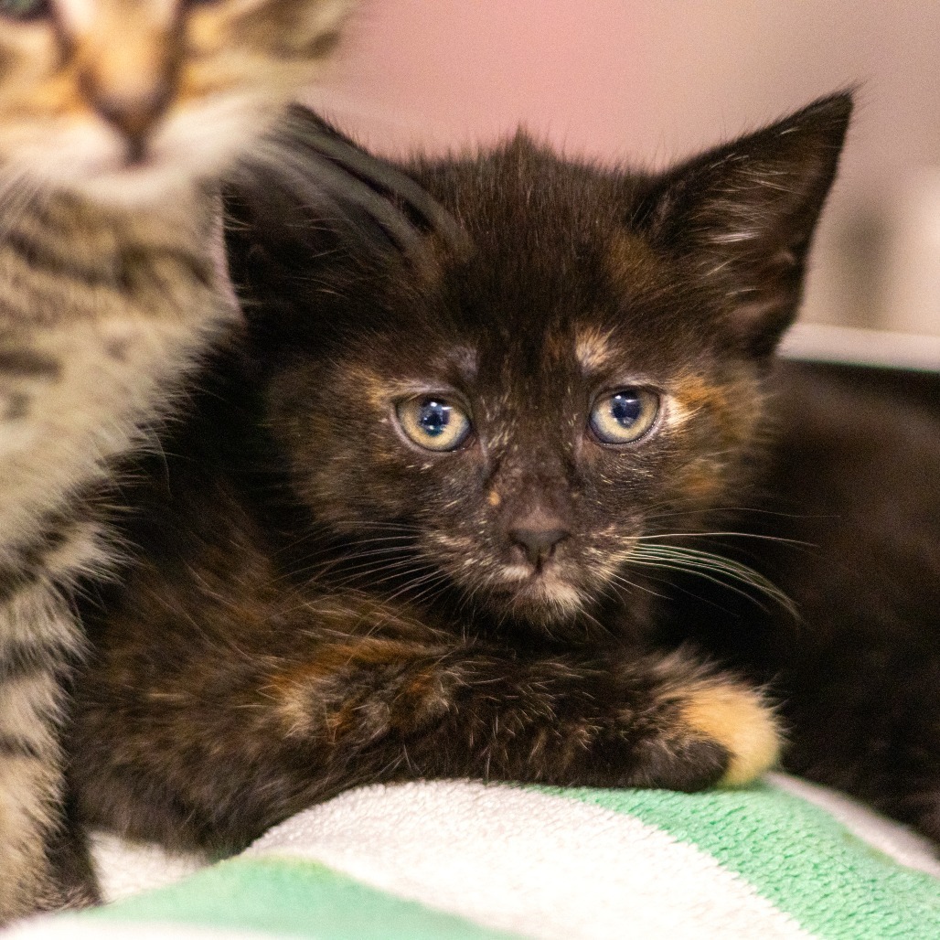 Pixie Bonded to Pete