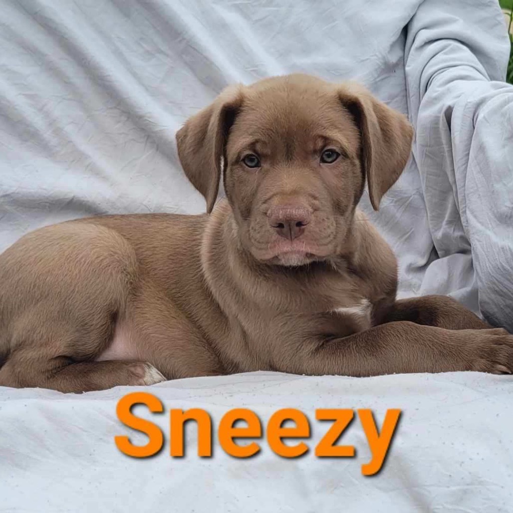 Sneezy