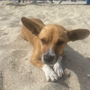 Chicken Dachshund Dog
