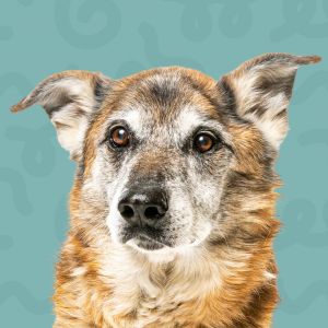 Conrad, Senior Male German Shepherd Dog