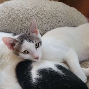 LAVENDER, Baby Female Domestic Short Hair