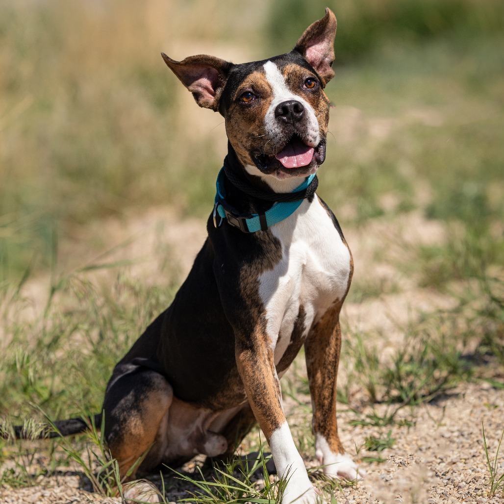 Tommy, an adoptable Pit Bull Terrier in Cody, WY, 82414 | Photo Image 1