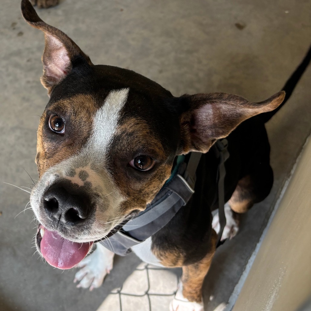 Tommy, an adoptable Pit Bull Terrier in Cody, WY, 82414 | Photo Image 2