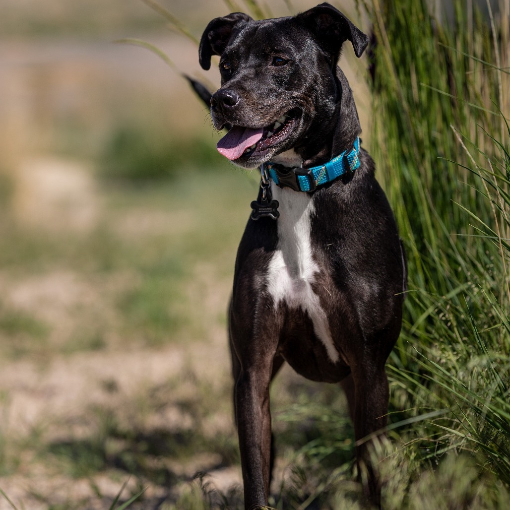 Squiggy, an adoptable Black Labrador Retriever, Pit Bull Terrier in Cody, WY, 82414 | Photo Image 1