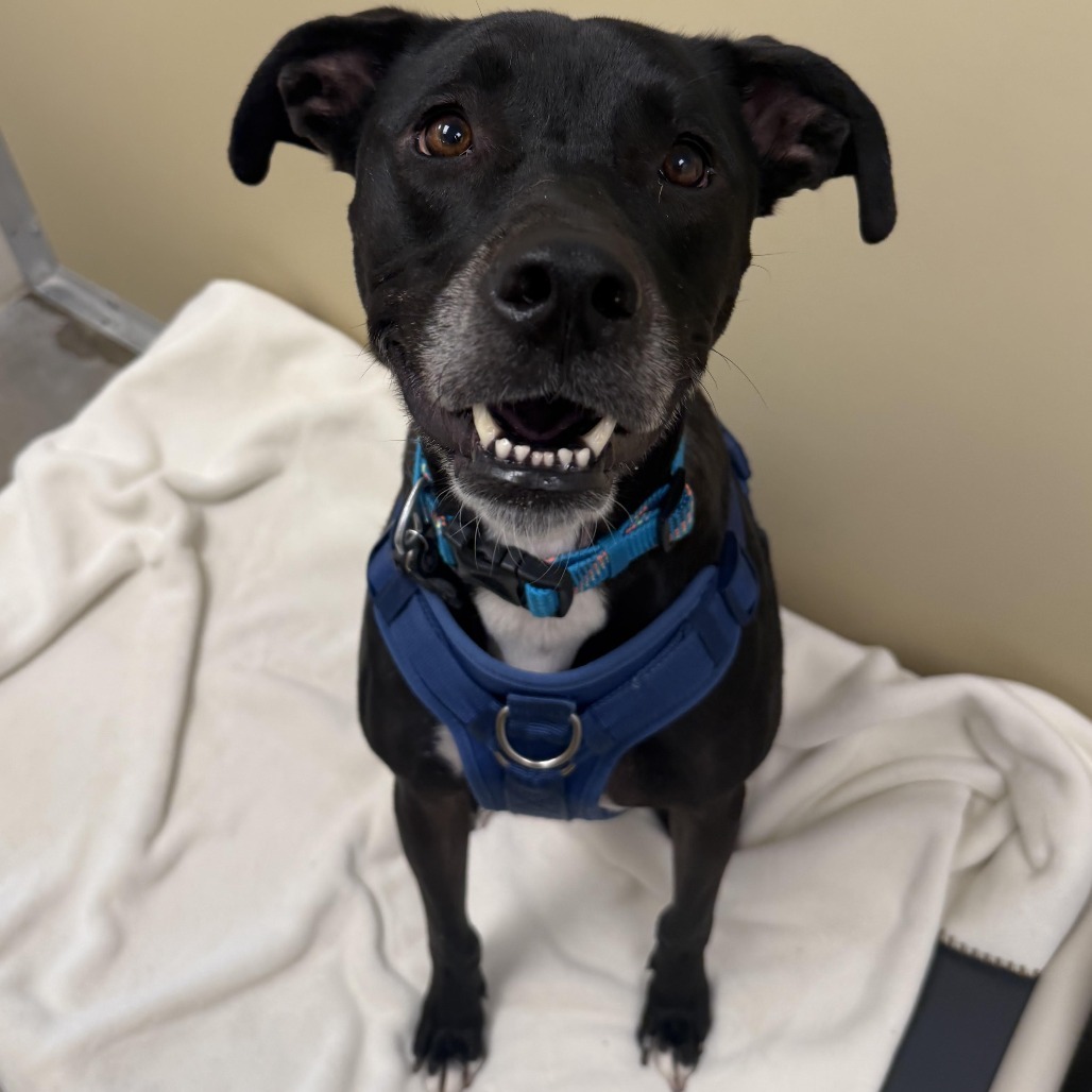 Squiggy, an adoptable Black Labrador Retriever, Pit Bull Terrier in Cody, WY, 82414 | Photo Image 2