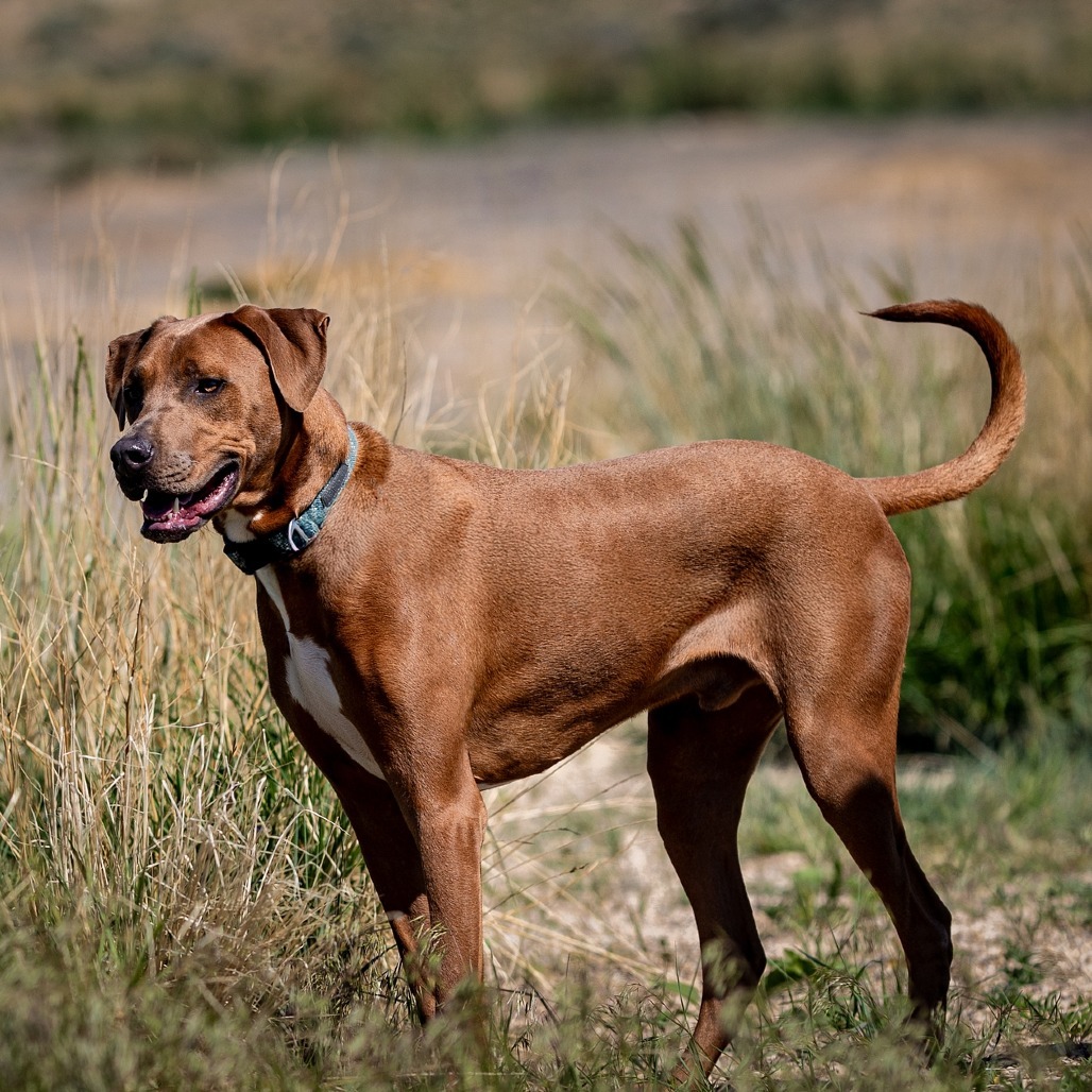 Scooby, an adoptable Coonhound, Pit Bull Terrier in Cody, WY, 82414 | Photo Image 1