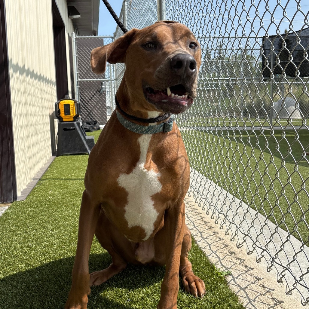 Scooby, an adoptable Coonhound, Pit Bull Terrier in Cody, WY, 82414 | Photo Image 2