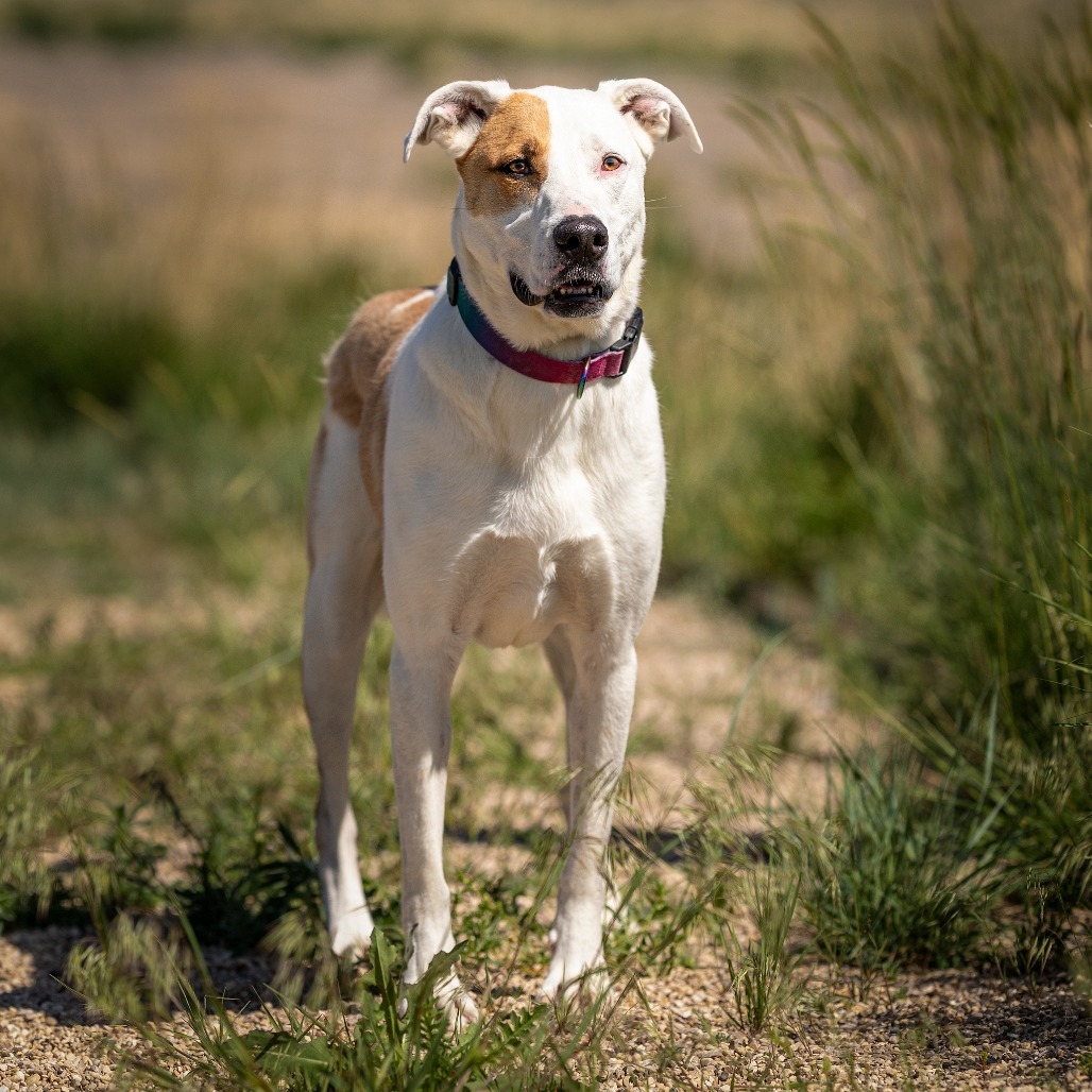 Bre, an adoptable Mixed Breed in Cody, WY, 82414 | Photo Image 1