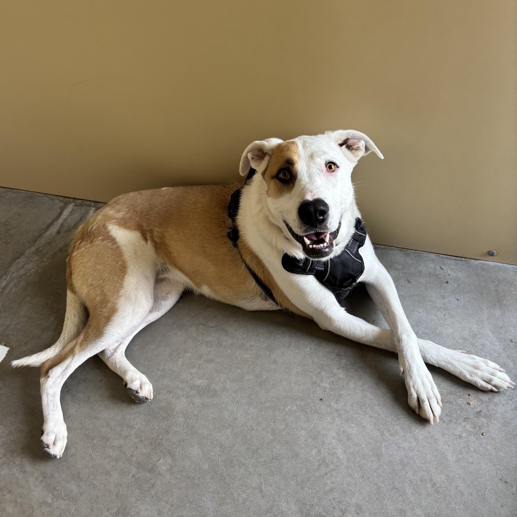 Bre, an adoptable Mixed Breed in Cody, WY, 82414 | Photo Image 2