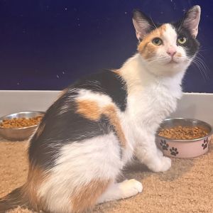 Willow Wren, Young Female Domestic Short Hair