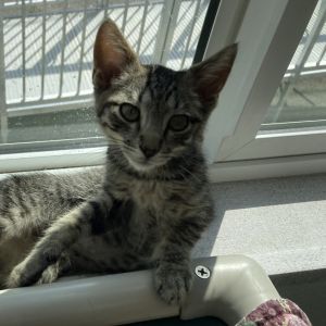 Kyle, Baby Male Domestic Short Hair